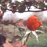 First rose(faded background)