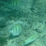 fish 11
