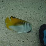 fish 6