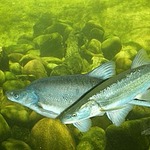 Desert fish