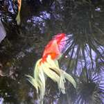 Fantail