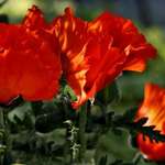 Oriental Poppies 