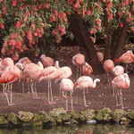 Pink Flamingo