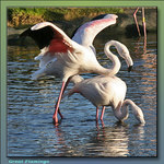 Great Flamingos