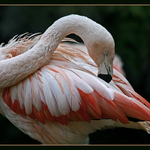 Flamingo Dancer