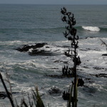 Flax Bush And Sea
