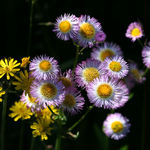 Fleabane and Hawkweed