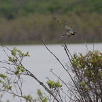 Flight of the Yellow Rumped Warbler