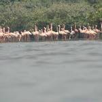 Flock of Flamingos