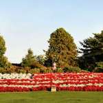 USA Flag made from Flowers
