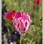 Floriade Tulip 2009