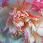 Camelia Centre