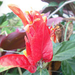 flower 1