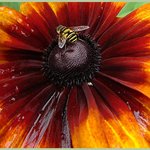 Flower and Bee
