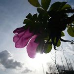 Flower in the Sky with Diamonds