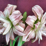 Flower Rendering