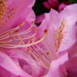 Flower Speak