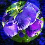 An amazing show of blue