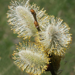 Pussy Willow Buds