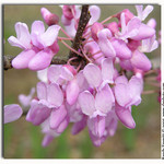 Redbud