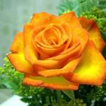 orange and yellow rose