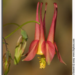 Columbine