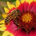 Bee on Firewheel
