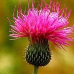 Thistle