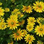 Yellow Flowers