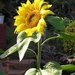 flower beauty