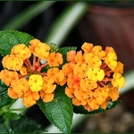 Lantana