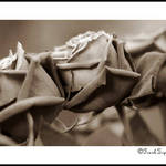 Sepia Roses
