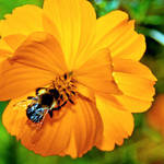 Bee