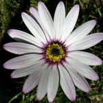 A Beauty