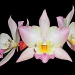 Orchids