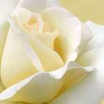 Yellow Rose
