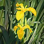 Yellow Iris