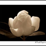 Sepia Magnolia
