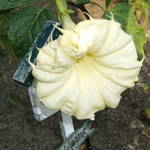 Angel's Trumpet