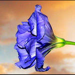 Lisianthus