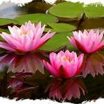 Water Lilies