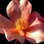 Spring Rose