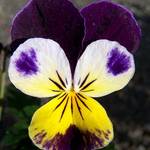 Pansy