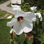 White flower