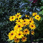 Yellow flowers