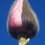 About to bloom