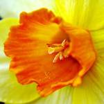 Daffy