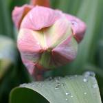 Flax Flower