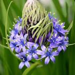 Unusual Flower