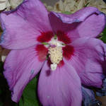 Rose of Sharon purple